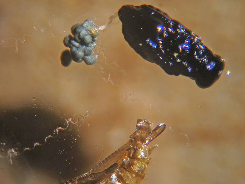 Phyllonorycter robiniellus